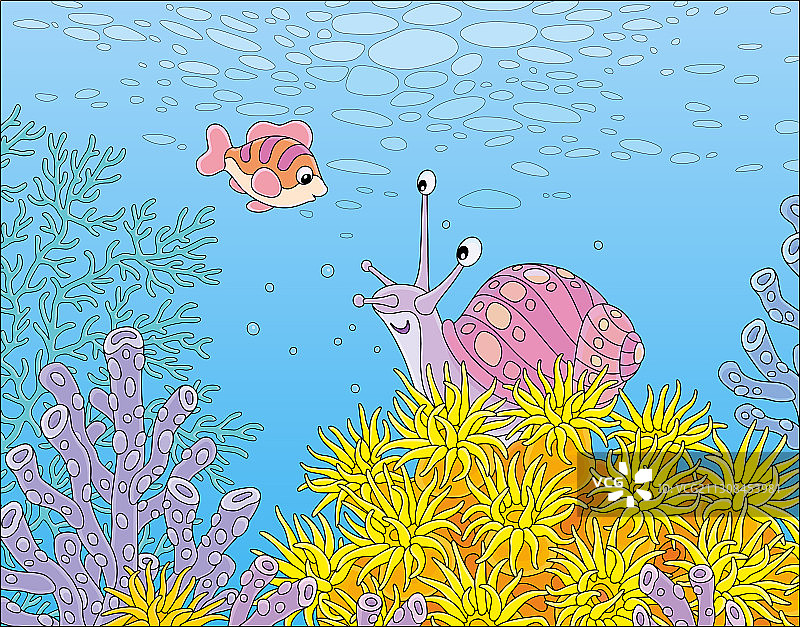 热带珊瑚礁上的海螺和珊瑚鱼图片素材
