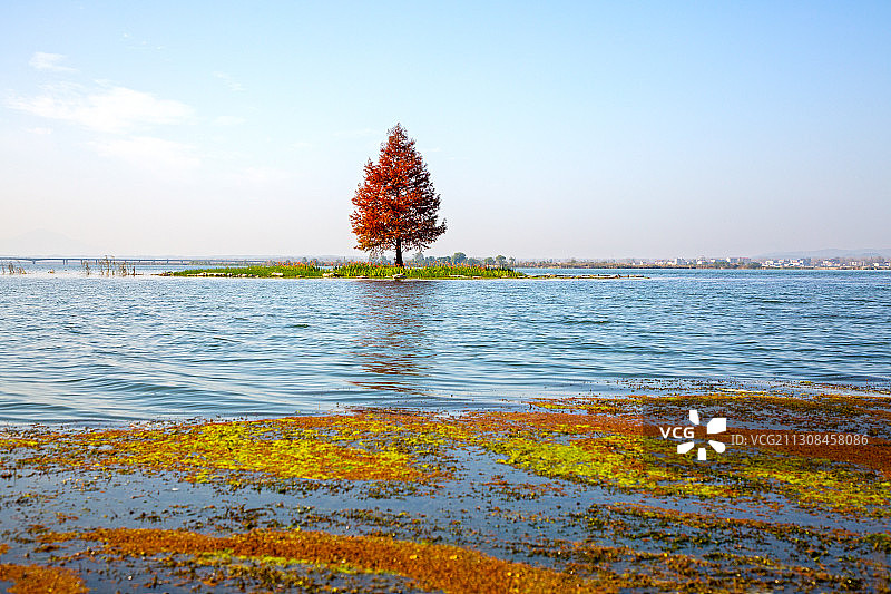 生长在水里面的一棵红水杉树图片素材