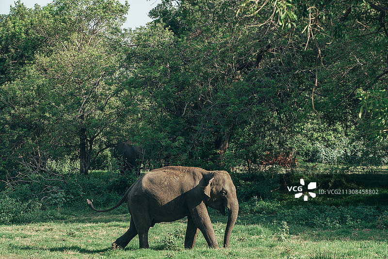 野生大象图片素材