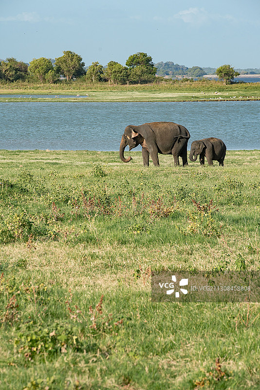 野生大象图片素材