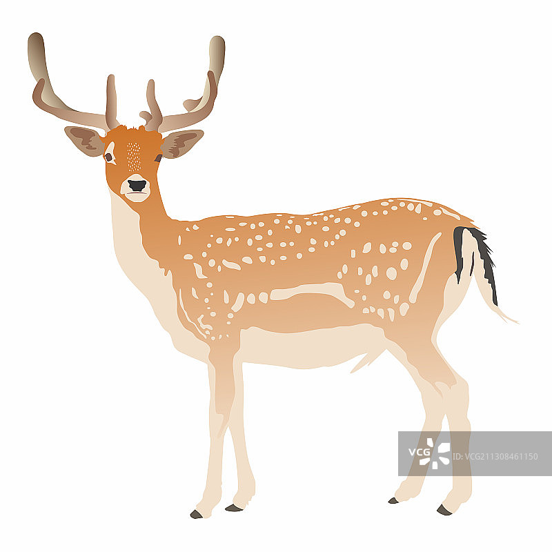 优雅的西卡鹿全身图片素材