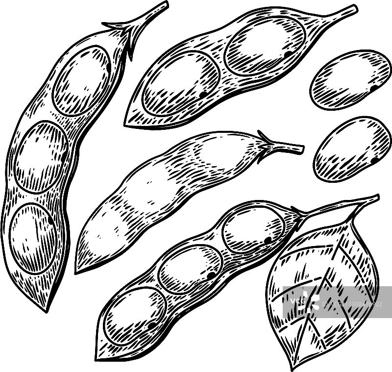 雕刻风格设计的大豆豆荚图片素材