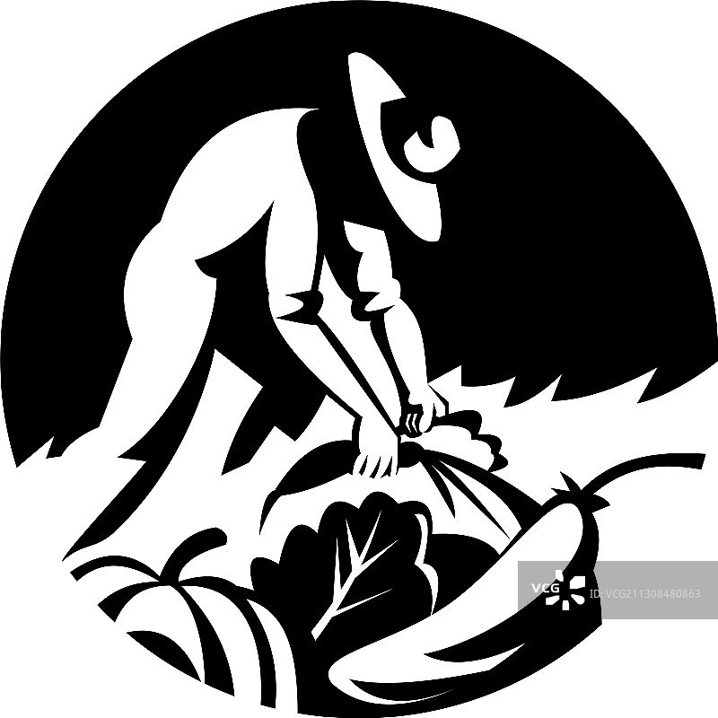 有机农场主采摘蔬菜图片素材