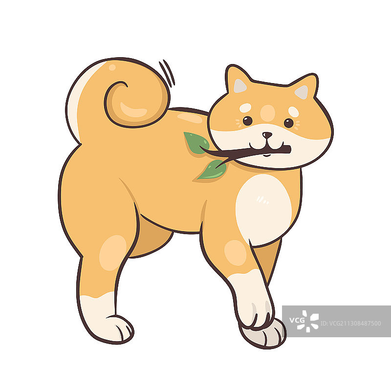 白色背景下的柴犬图片素材