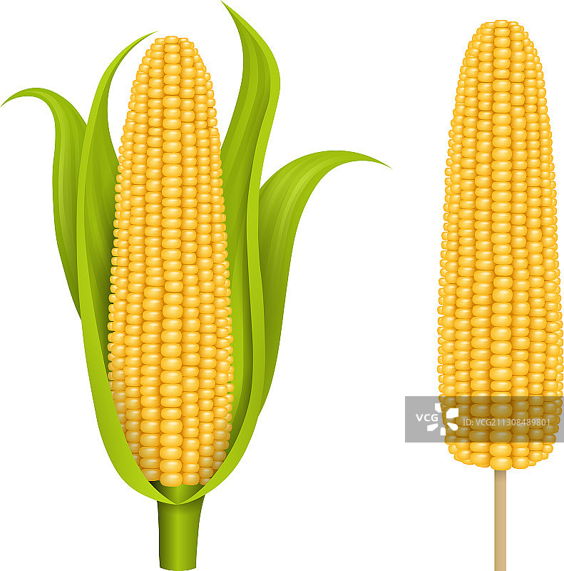 白色背景上的玉米棒图片素材
