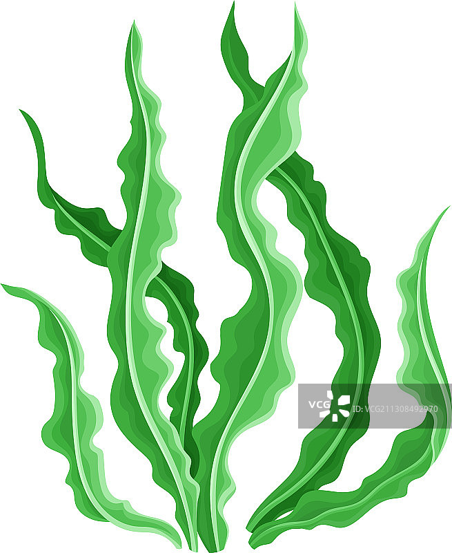 边缘不规则的彩色海洋藻类图片素材