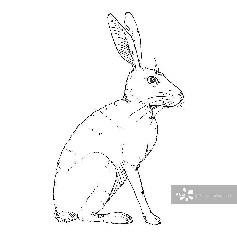 素描坐在兔子图片素材