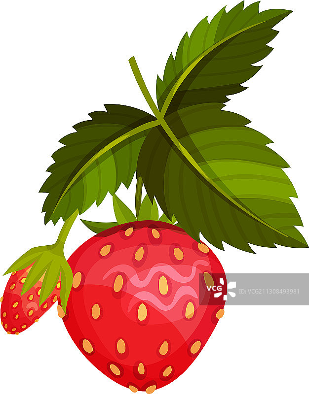 带叶子的成熟红色草莓，可新鲜食用图片素材