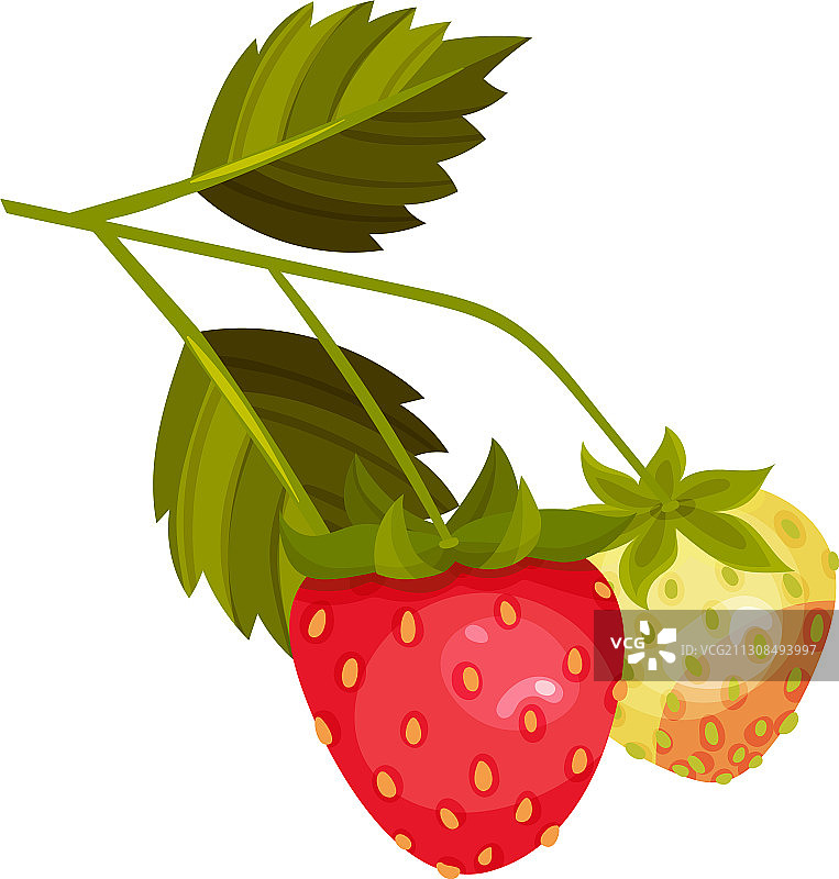 成熟和未成熟的完整草莓图片素材