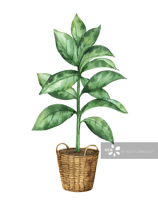 水彩剪贴画：榕树图片素材