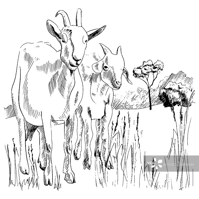 手绘乡村风景山羊和幼崽图片素材