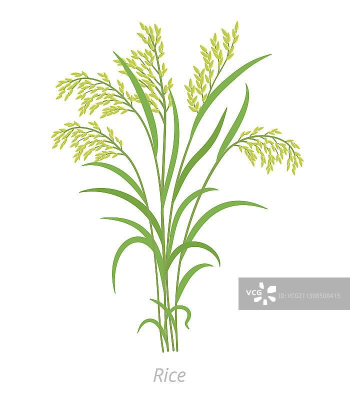 水稻植株图片素材