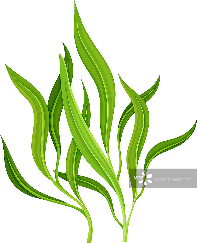 彩色尖叶海洋藻类图片素材