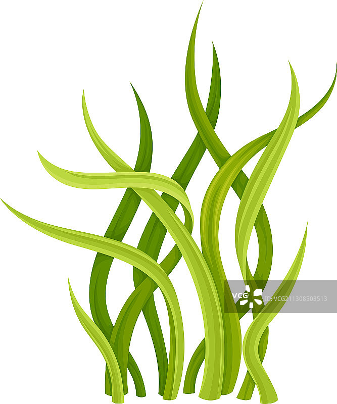 彩色尖叶海洋藻类图片素材