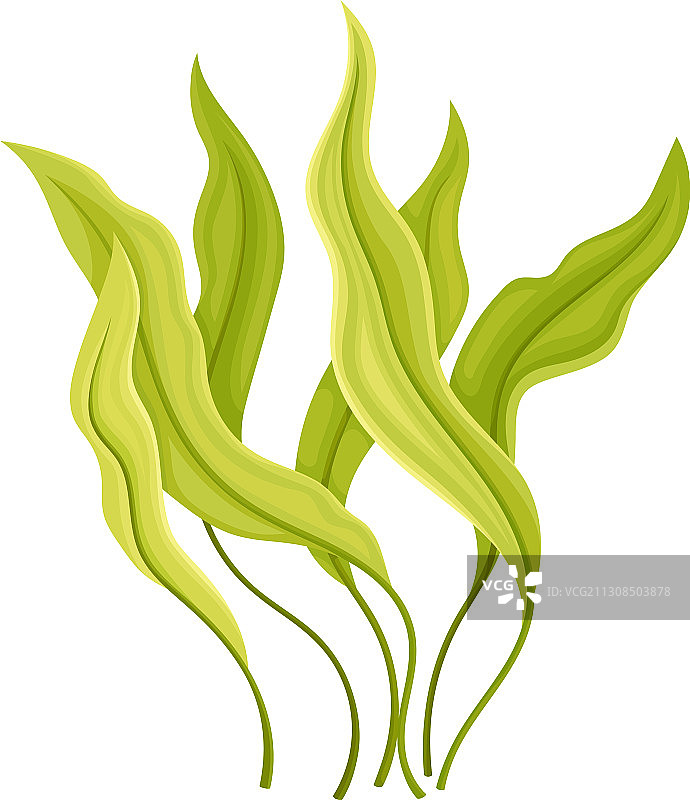 彩色尖叶海洋藻类图片素材