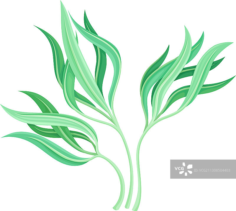 彩色尖叶海洋藻类图片素材