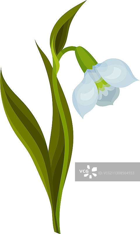 雪滴花低垂花朵图片素材