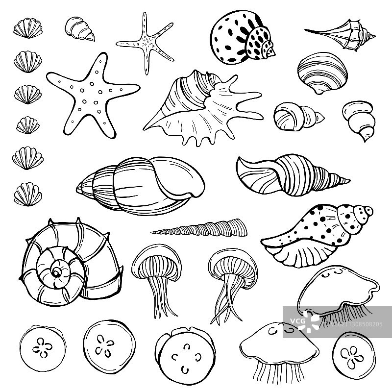 水母和贝壳素描图片素材