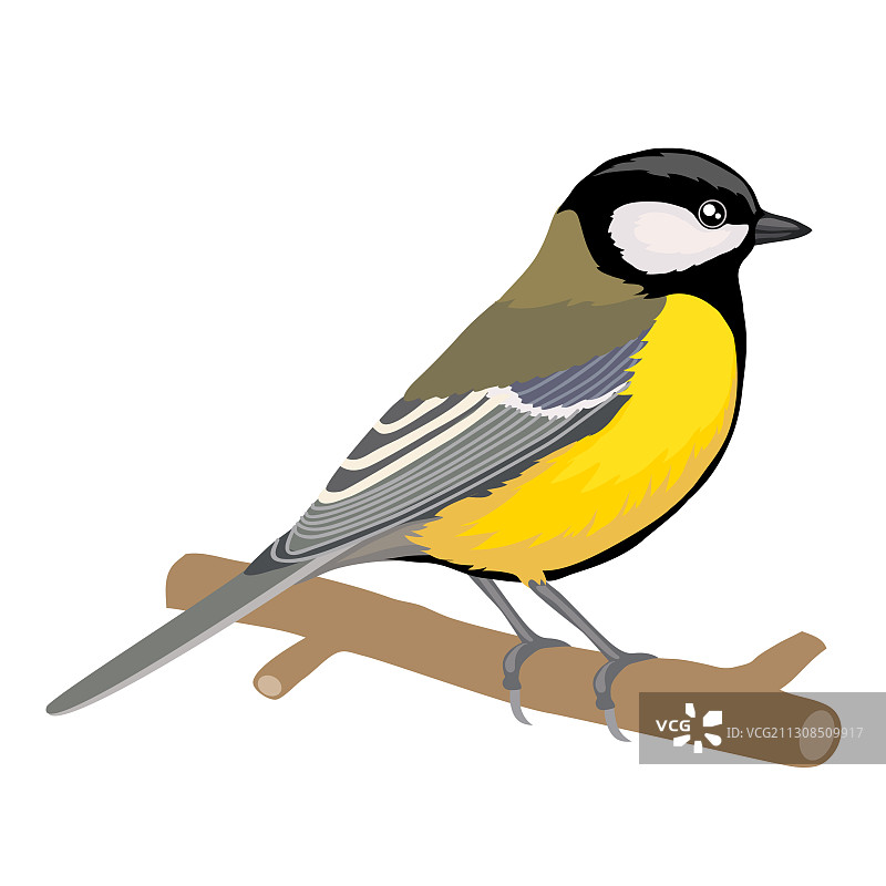 山雀栖息在树枝上孤立对象图片素材