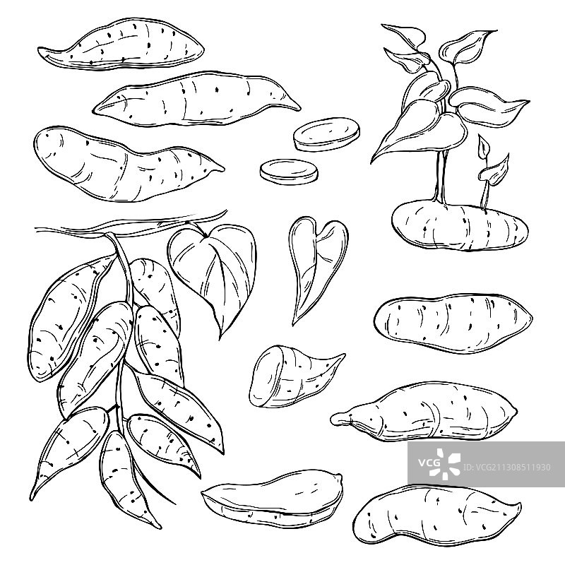 白色背景上的手绘红薯图片素材