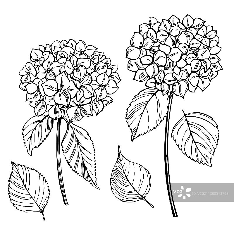 手绘花园花卉，白色背景图片素材