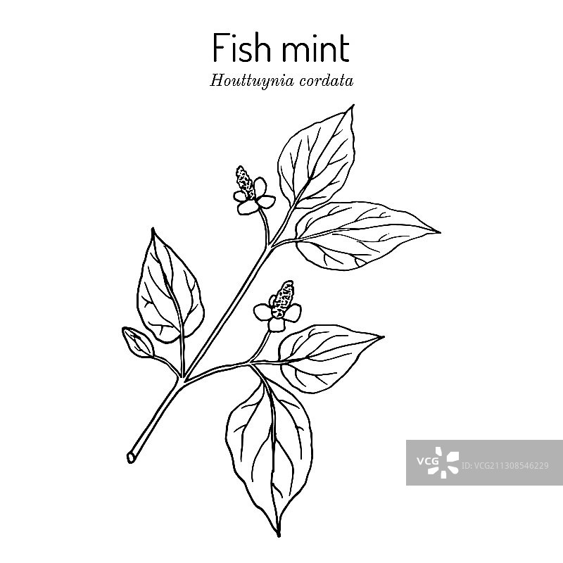 药用植物鱼腥草图片素材