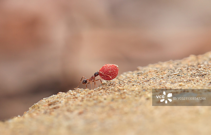 大力士图片素材