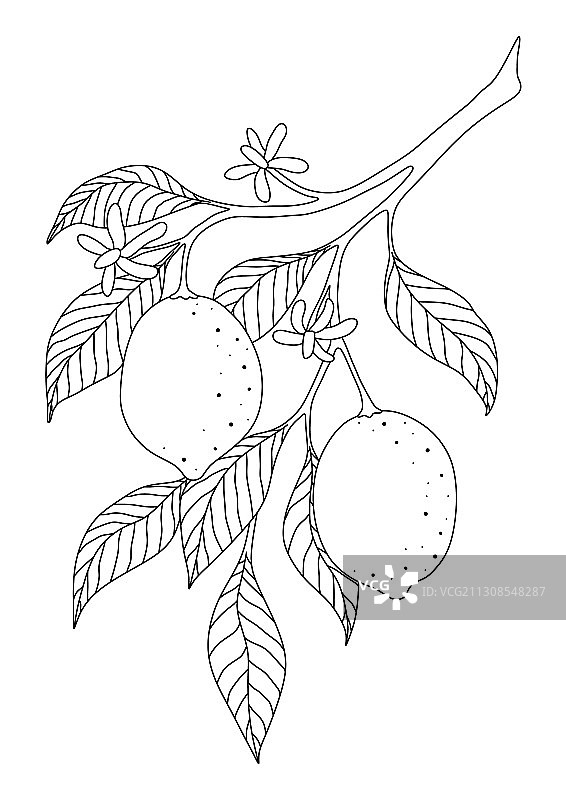 柠檬枝头与花朵图片素材