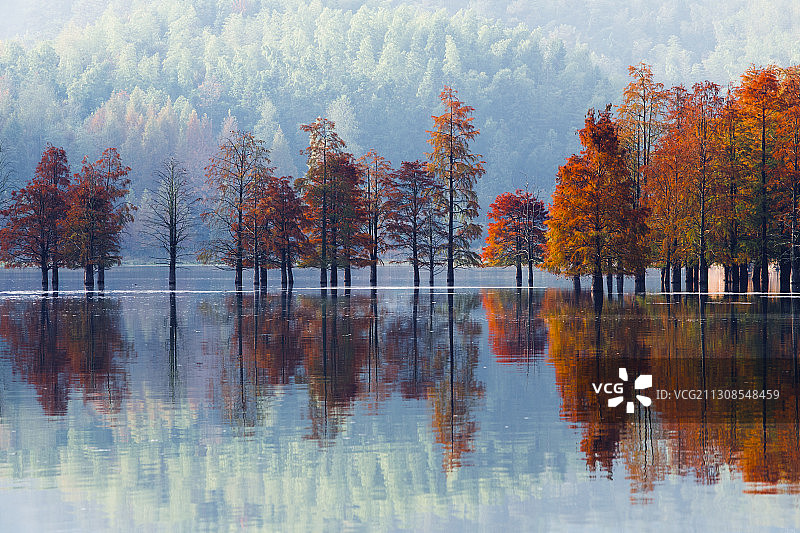 《秋染奇墅湖》图片素材