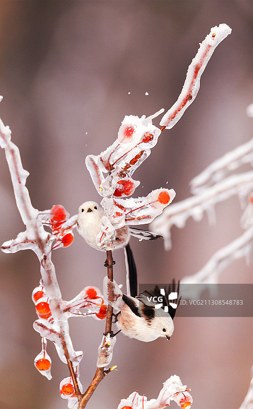 长尾白喉雀戏雪图图片素材