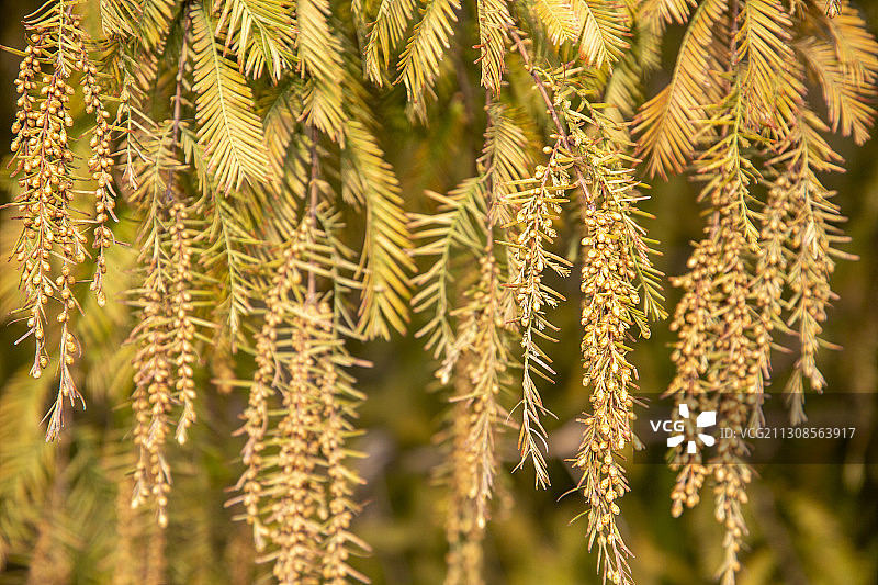 植物活化石杉树图片素材