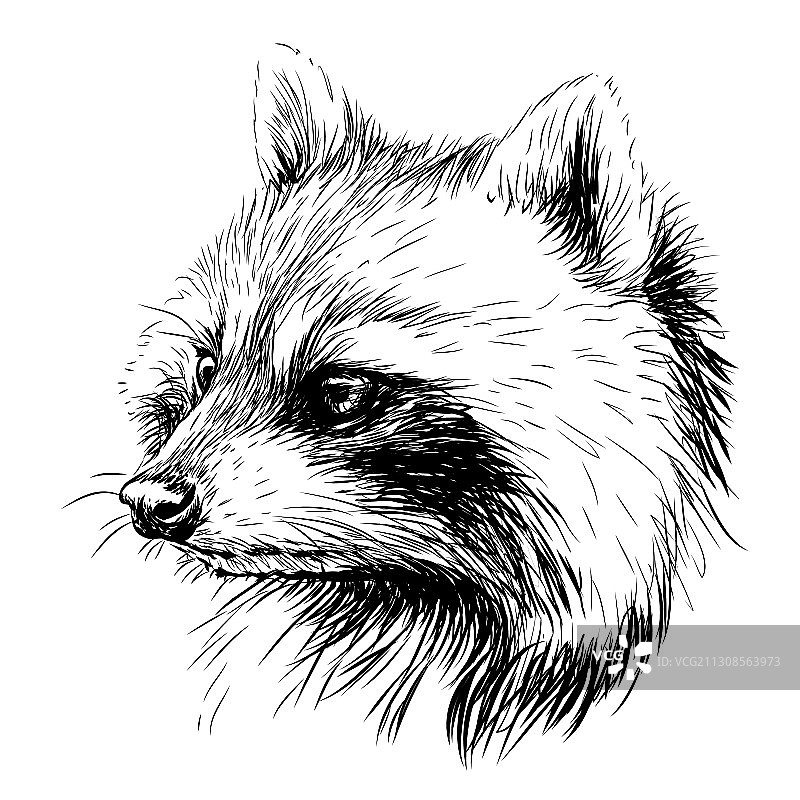 浣熊素描图形肖像图片素材