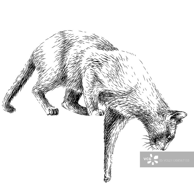 小猫跳下墙壁贴纸图片素材