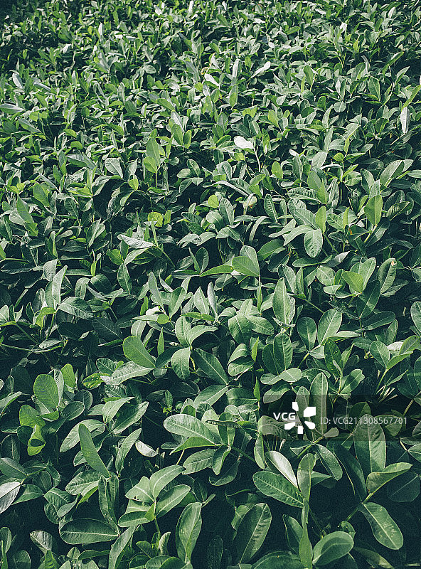 地瓜叶背景图图片素材