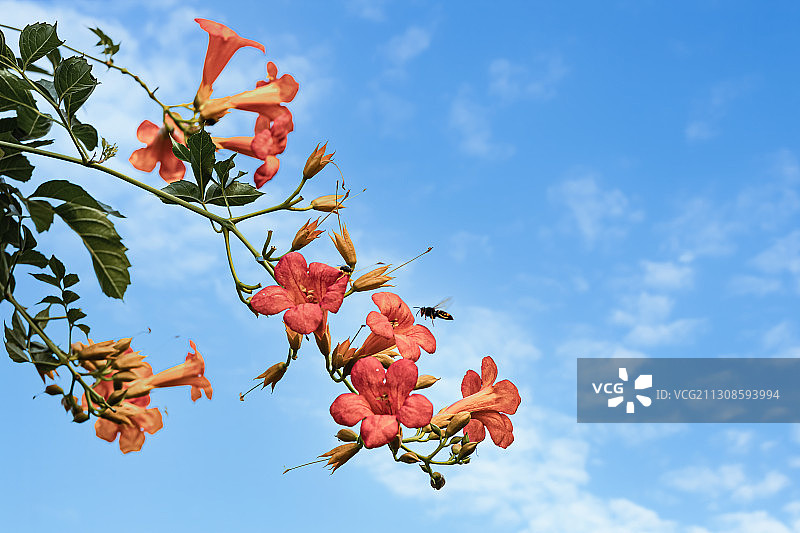 凌霄花图片素材