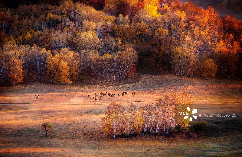内蒙古坝上草原的牧马人图片素材