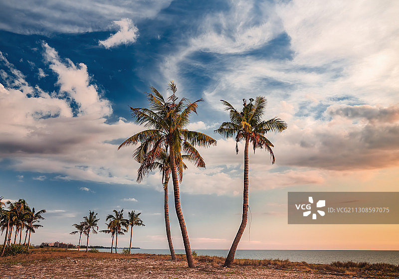 日落海滩上的椰子树图片素材