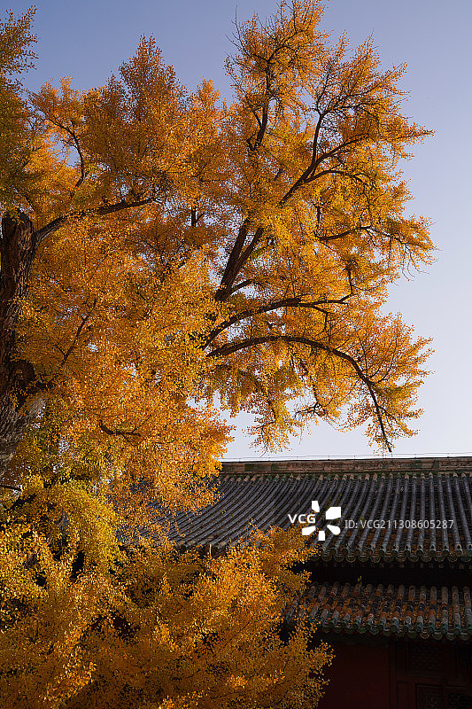 古寺里的千年银杏树图片素材