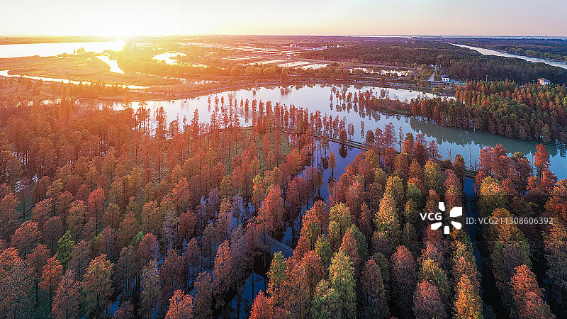 上海青西郊野公园水杉林秋景红色倒影日落青浦水上森林图片素材