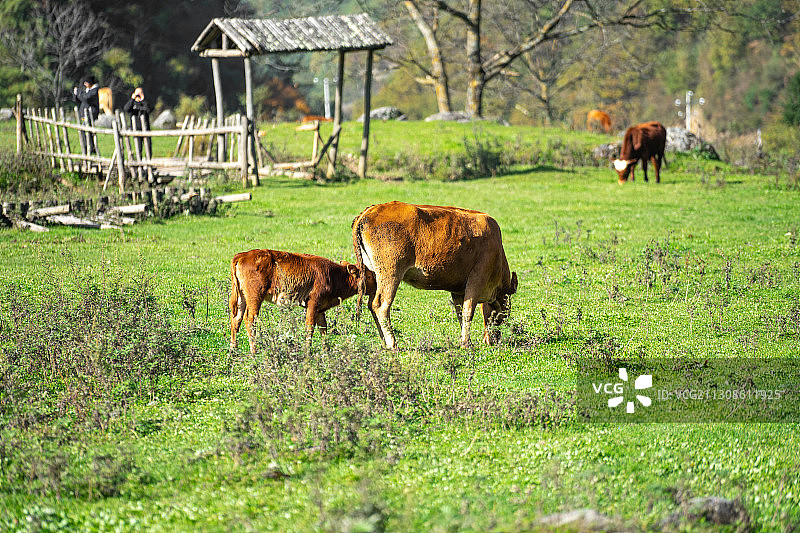 牧场与牛图片素材