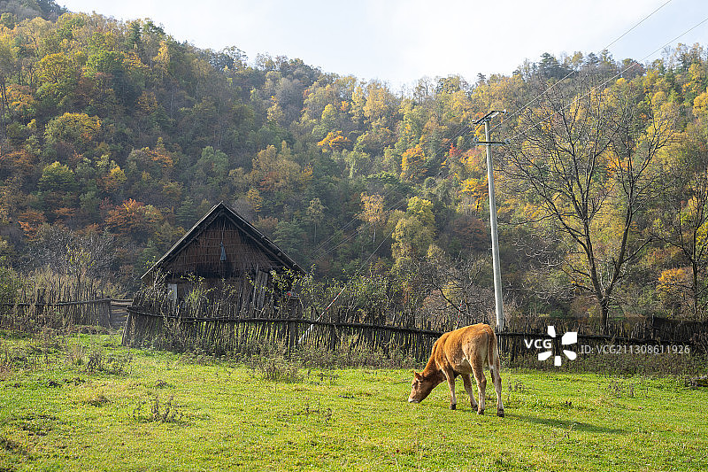 牧场与牛图片素材