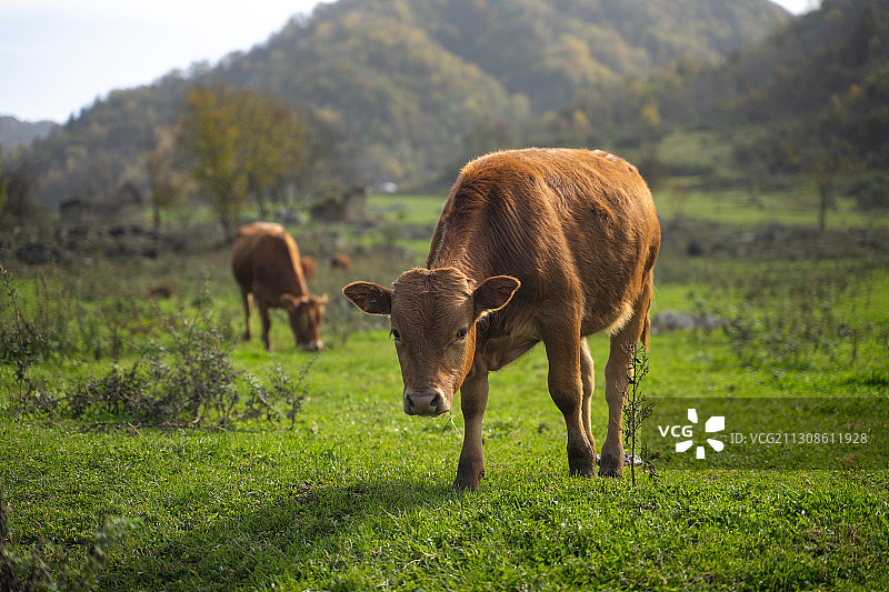 牧场与牛图片素材