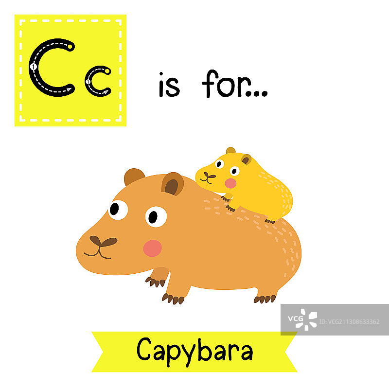 字母C水豚母子图片素材