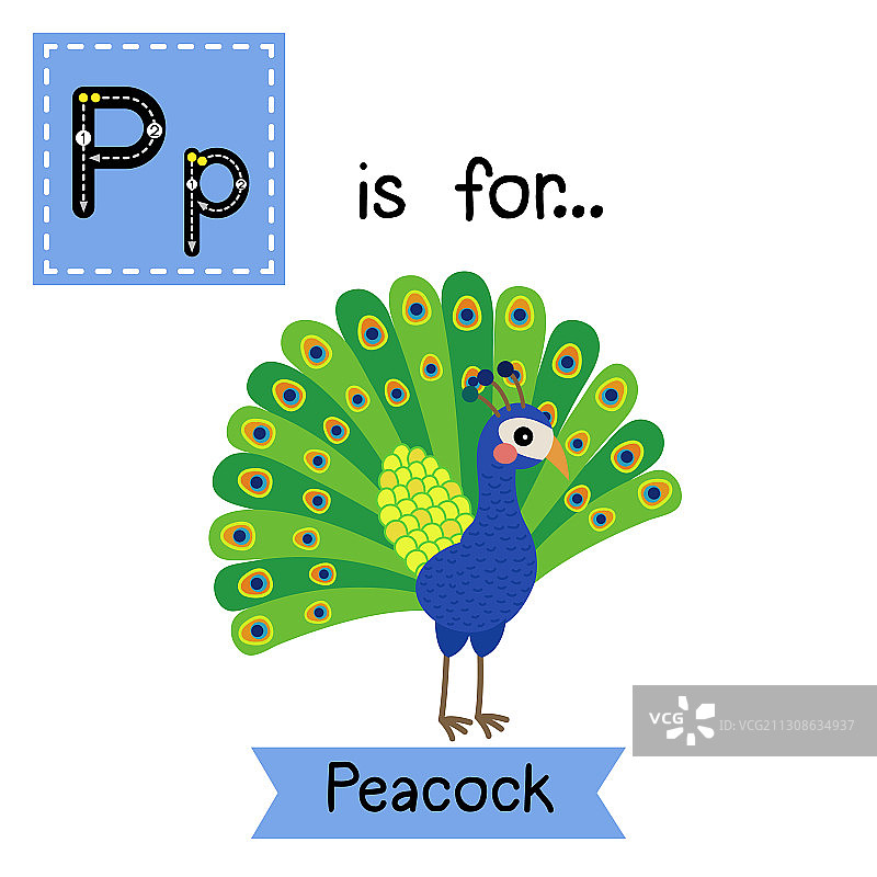 字母P描摹孔雀图片素材