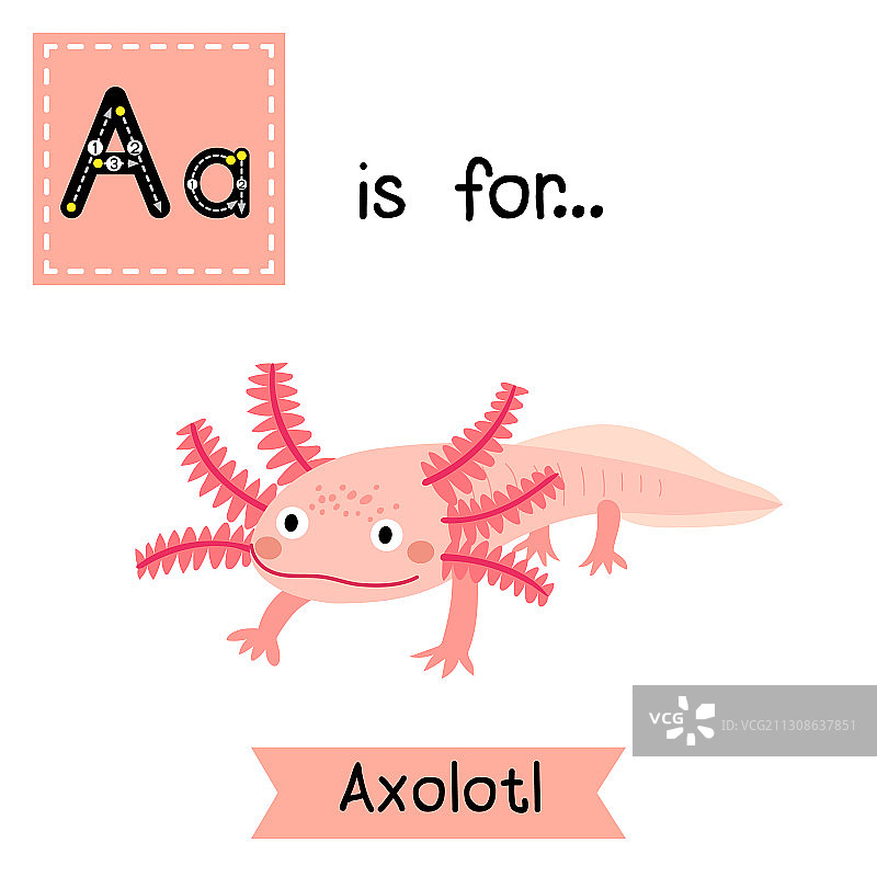 字母A与墨西哥钝口螈描摹练习图片素材