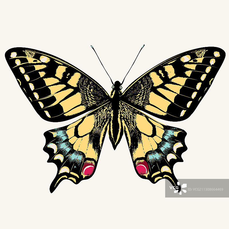 美丽的燕尾蝶图片素材