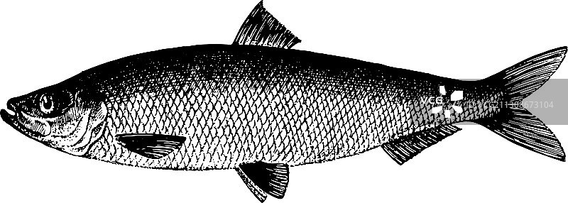 大西洋鲱鱼合集图片素材