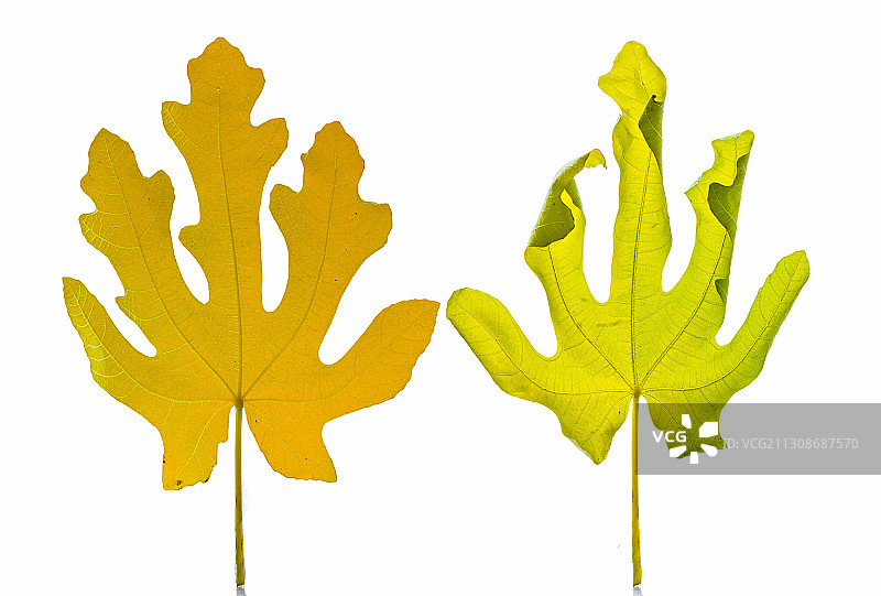 两片无花果的叶子图片素材