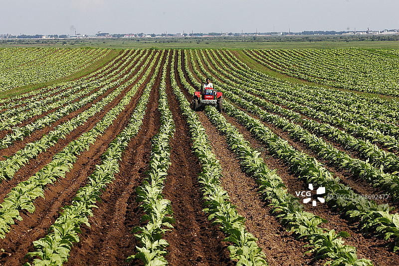 黑龙江省佳木斯市桦南县农田图片素材