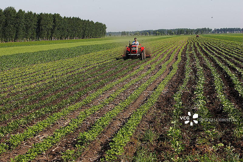 黑龙江省佳木斯市桦南县农田图片素材
